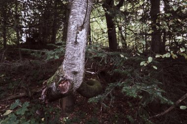 Eşsiz bir huş ağacının yakından çekimi kalın, desenli gövdesi yeşil yosunlarla kaplı vahşi, el değmemiş bir ormanın gölgesinde büyüyor. Sahne bir gizem ve doğanın esnekliğini çağrıştırıyor..