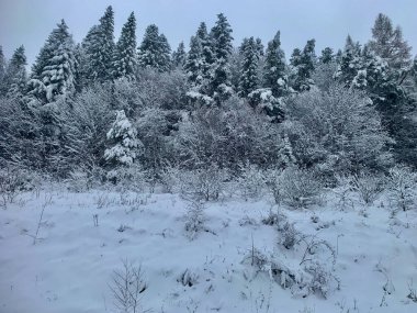 Çam ağaçları ve çalılardan oluşan yoğun bir ormanın olduğu sakin ve huzurlu bir kış manzarası. Yoğun bir şekilde taze beyaz karla kaplı. Zemin, gri ve bulutlu bir gökyüzünün altında kar örtüsü gibidir. Doğa, mevsim ve tatil temaları için ideal.