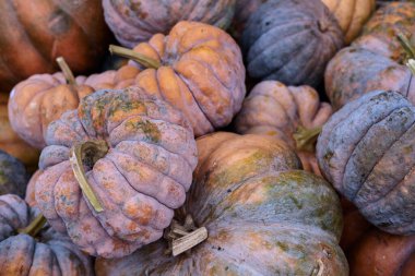 Çerçeveyi canlı küçük ve orta turuncu balkabaklarından oluşan bir yığın doldurur, hasat, pazar ve mevsimlik dekorlar için mükemmeldir. Stok fotoğrafları ve reklamlardaki sonbahar ya da Cadılar Bayramı temaları için harika.