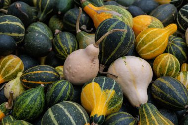 Çerçeveyi canlı küçük ve orta turuncu balkabaklarından oluşan bir yığın doldurur, hasat, pazar ve mevsimlik dekorlar için mükemmeldir. Stok fotoğrafları ve reklamlardaki sonbahar ya da Cadılar Bayramı temaları için harika.