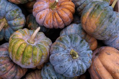 Çerçeveyi canlı küçük ve orta turuncu balkabaklarından oluşan bir yığın doldurur, hasat, pazar ve mevsimlik dekorlar için mükemmeldir. Stok fotoğrafları ve reklamlardaki sonbahar ya da Cadılar Bayramı temaları için harika.