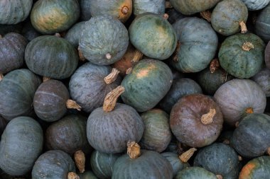 Çerçeveyi canlı küçük ve orta turuncu balkabaklarından oluşan bir yığın doldurur, hasat, pazar ve mevsimlik dekorlar için mükemmeldir. Stok fotoğrafları ve reklamlardaki sonbahar ya da Cadılar Bayramı temaları için harika.