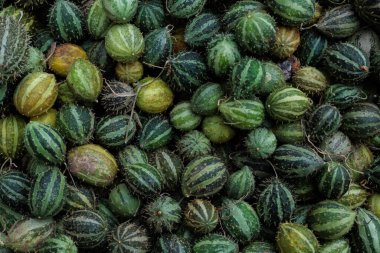 Çerçeveyi canlı küçük ve orta turuncu balkabaklarından oluşan bir yığın doldurur, hasat, pazar ve mevsimlik dekorlar için mükemmeldir. Stok fotoğrafları ve reklamlardaki sonbahar ya da Cadılar Bayramı temaları için harika.