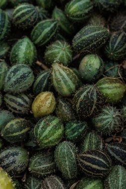 Çerçeveyi canlı küçük ve orta turuncu balkabaklarından oluşan bir yığın doldurur, hasat, pazar ve mevsimlik dekorlar için mükemmeldir. Stok fotoğrafları ve reklamlardaki sonbahar ya da Cadılar Bayramı temaları için harika.