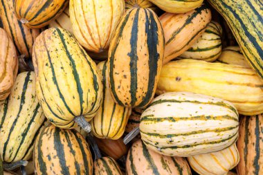 Çerçeveyi canlı küçük ve orta turuncu balkabaklarından oluşan bir yığın doldurur, hasat, pazar ve mevsimlik dekorlar için mükemmeldir. Stok fotoğrafları ve reklamlardaki sonbahar ya da Cadılar Bayramı temaları için harika.