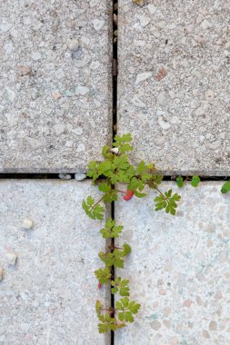 Sivri uçlu bir devedikeni yaprağı çatlamış beton bir kaldırıma doğru itiyor, yanında küçük filizler ve yosunlar var. Sahne dayanıklılık ve doğa çağrıştırıyor. Sert kentsel ortamları hafif sükunetle geri kazanıyorlar..