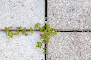 Sivri uçlu bir devedikeni yaprağı çatlamış beton bir kaldırıma doğru itiyor, yanında küçük filizler ve yosunlar var. Sahne dayanıklılık ve doğa çağrıştırıyor. Sert kentsel ortamları hafif sükunetle geri kazanıyorlar..