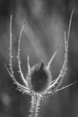 Black and white close-up of a dried thistle with sharp spines and soft blurred background, minimalistic botanical macro.