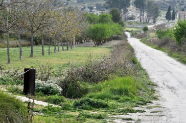 Yeşil tarlalar ve ağaçların arasından dolan kırsal yol huzurlu bir doğal manzara. Kırsal kesimde bitki örtüsü, sükunet ve açık hava, kırsal turizm, ekoloji ve açık hava için idealdir..