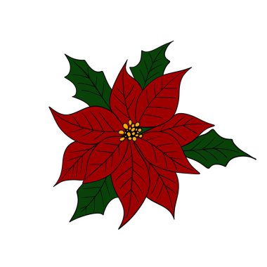 Beautiful red poinsettia flower, traditional Christmas plant symbol of the holiday season. Festive winter illustration greeting cards, invitations, decorations, posters, clipart