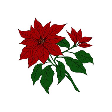 Christmas plant holly berries. Winter seasonal decoration plant with green leaves. Xmas and New Year element collection