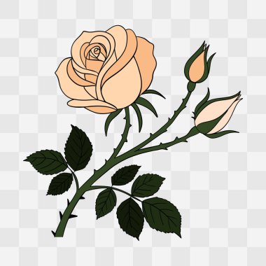 Şeffaf arka planda bej gülün el çizimi. Aşkın, tutkunun ve sevginin zarif, romantik sembolü.