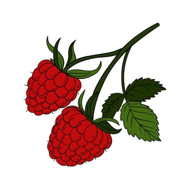 Taze ve sulu ahududu kırmızı çalı meyvesi. Çizgi sanatı doğal sağlıklı yiyecekler