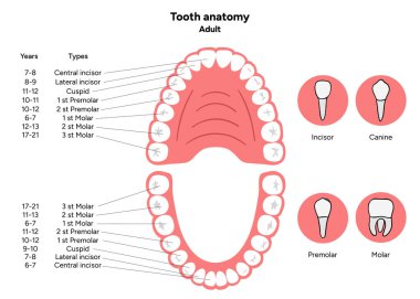 Elle çizilmiş diş bilgisi. Diş Yetişkinleri Tipi. Kesiciler, köpek dişleri, azı dişleri ve azı dişleri. Eğitimsel diş posterleri, öğrenme materyalleri, klinikler, pediatrik dişçilik, ağız sağlığı 
