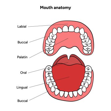 Diş eti, diş eti, dil, diş ve ağız boşluğu yapısının elle çizilmiş diş bilgisi anatomisi. Diş posterleri, eğitim malzemeleri, tıbbi rehberler, anatomi kitapları.