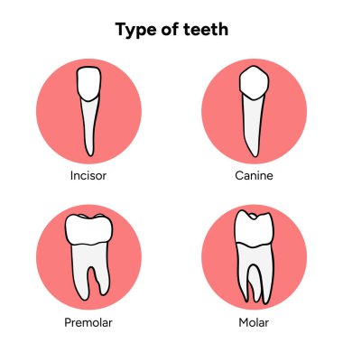 El yapımı diş öndişleri, köpek dişleri, azı dişleri ve azı dişleri. Eğitim illüstrasyonu, diş posterleri, eğitim materyalleri, klinikler ve ağız sağlığı rehberleri