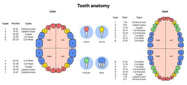 Elle çizilmiş diş bilgisi yetişkinler ve çocuklar için diş anatomisini gösteriyor. Etiketli diş minesi, dentin, posa ve kök ile eğitici illüstrasyon