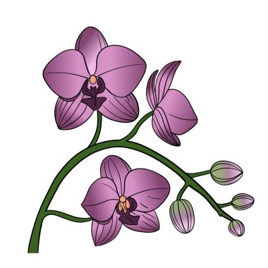 Orkide çiçekleri pembeyle desenli. Güzel bitki doğası, ev dekorasyonu. Zarif egzotik bitki.