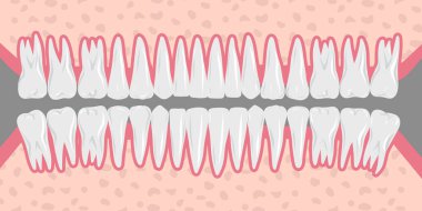 32 sağlıklı yetişkin dişinin el çizimi, tamamen sergilenmiş, diş anatomisi. Profesyonel dişçilik içeriği