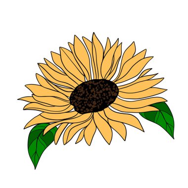 El çizimi Ayçiçeği çiçek açıyor. Botanik Yazı sarı çiçekleri