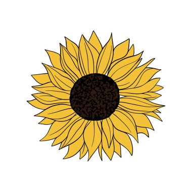 El çizimi Ayçiçeği çiçek açıyor. Botanik Yazı sarı çiçekleri