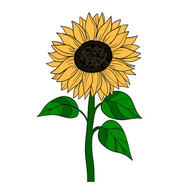 El çizimi Ayçiçeği çiçek açıyor. Botanik Yazı sarı çiçekleri