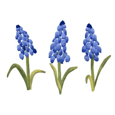 Elle boyanmış muskari çiçeği seti yumuşak doğal tonlarda mavi bahar çiçekleri içerir. Botanik Clipart koleksiyonu
