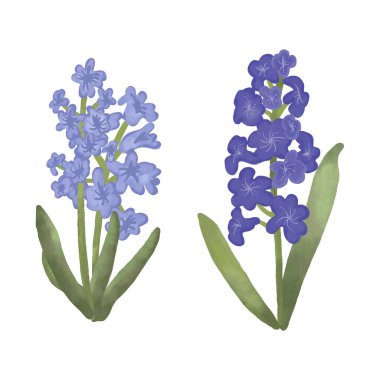 Elle boyanmış suluboya mavi ve mor sümbül çiçeği seti yumuşak doğal tonlarda bahar çiçekleri içerir. Botanik Clipart koleksiyonu