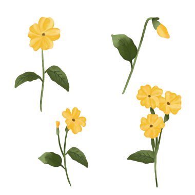 Elle boyanmış sarı çuha çiçeği seti yumuşak doğal tonlarda bahar çiçekleri içerir. Botanik Clipart koleksiyonu