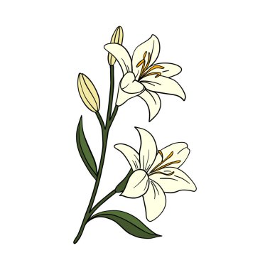 Yumuşak ve zarif suluboya tarzında narin bir zambak dalının el çizimi. Güzel botanik çizimleri