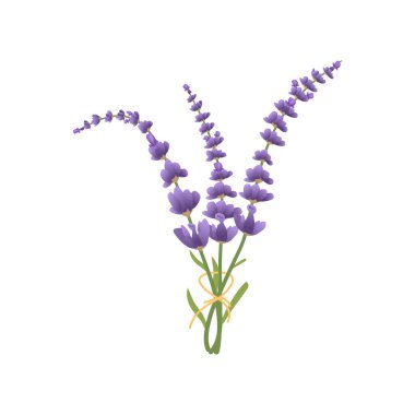 Lavender Flowers Botanical Vector Illustration