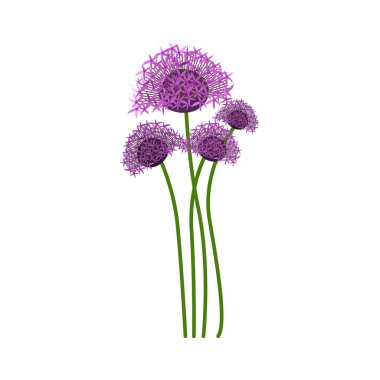 Mor Allium Çiçek Vektörü İllüstrasyonu, Botanik Bitki Tasarımı