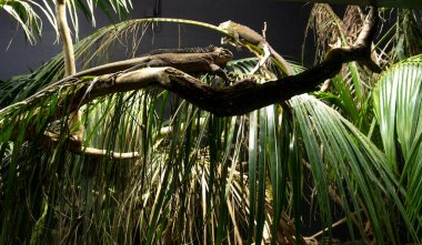 İki iguana, bir hayvanat bahçesi teraryumundaki tropik yapraklarla çevrili ağaç dallarında dinleniyor..