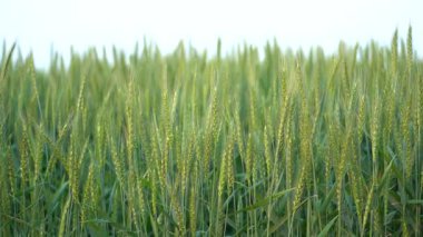 Bereketli buğday tarlaları rüzgarda hafifçe savruluyor, tarım şirketleri için verimli bir hasat ve altın bir gelecek vaat ediyor.