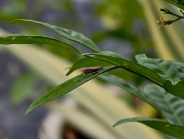 Parlak yeşil yaprağın üzerine tünemiş küçük kırmızı-kahverengi böcek, detaylı anatomi ve doğal çevrenin yakın görüntüsünü vurguluyor..