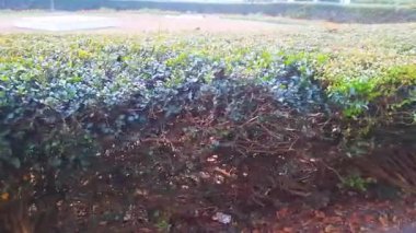 Tüylü dalları olan yemyeşil çit ve bir parkta ya da bahçedeki yapraklar bulanık arka planda