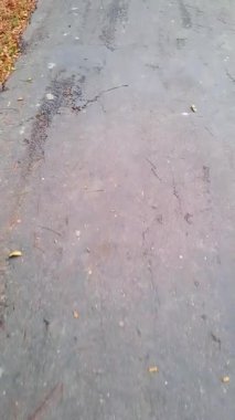 Islak asfalt yol yüzeyi, dağınık sonbahar yaprakları ve yağmur sonrası çatlaklar ve kusurları gösteren çam iğneleri.