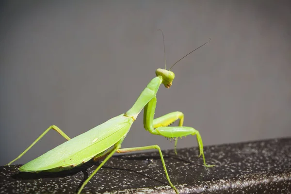 The European mantis in the city, Mantis religiosa