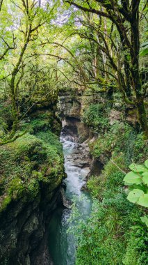 Yoğun bir ormanın içinden geçen dar bir vadi, yosun kaplı kayalar ve canlı yeşillikler arasında hızla akan berrak bir nehir gibi akıyor..