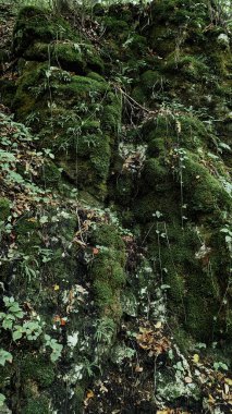 Yoğun yosun ve yapraklar nemli orman kayalarını kaplayarak orman yaşamının zengin yeşil dokusunu oluşturuyor..