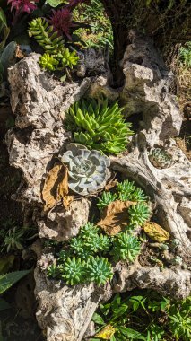Kuru yapraklar ve doğal gölgelerle birlikte doğrudan güneş ışığı altında, dokulu bir ağaç parçasında büyüyen sulu bitkiler kontrastlık ve detay ekler..
