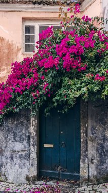 Tarihi bir Portekiz kasabasındaki yıpranmış bir binanın girişinde çiçek açan morumsu begonvil çiçekli eski ahşap kapı..
