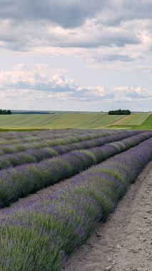 Çiçek açan güzel lavanta tarlaları. Çiftlik arazilerinde sıralanmış mor çiçekler. Gökyüzü bulutlu ve dramatik. Arka plan, duvar kağıdı ya da doğa konsepti için mükemmel..
