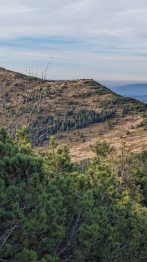 Yeşil çam ormanlı manzaralı dağ yamacı ve berrak gökyüzünün altında çimenli tepeler. Seyahat, macera ve yaşam tarzı kavramları için güzel doğal manzara.