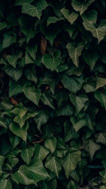 Yoğun sarmaşık tırmanış duvarının doğal arka planı. Kalp şeklinde yeşil yapraklar, botanik doku..