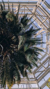 Modern cam seranın içine uzanan palmiye yaprakları geometrik mimariyle birlikte. Tropikal botanik ve çağdaş tasarım kavramı.
