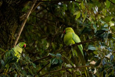 Yeşil papağan çifti birbirlerine bakıyorlar.
