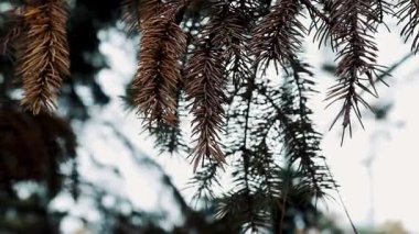 Kahverengiye boyanmış sonbahar çam iğneleri