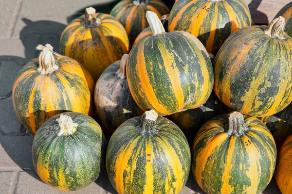 Yerel çiftlikte farklı türde kakai kabağı. Parlak turuncu ve yeşil renkler. 