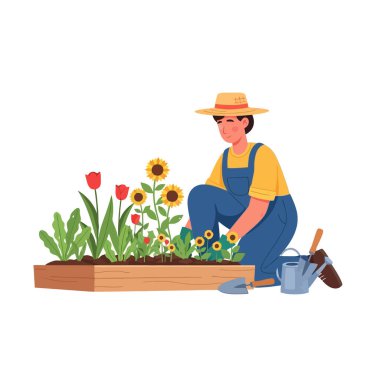 Hevesli bahçıvan güneşli bahçe yatağına canlı çiçekler dikiyor.